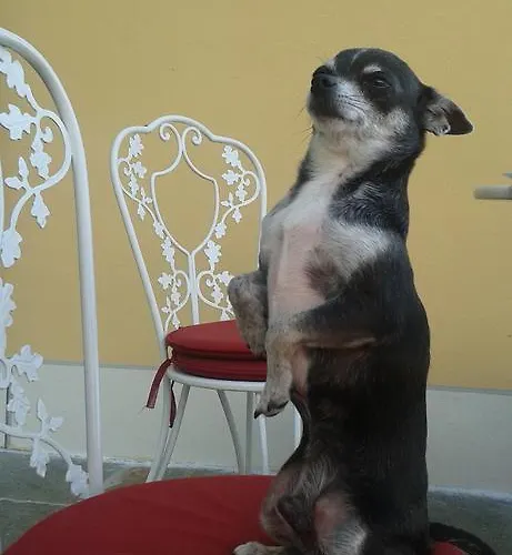 Bed & Breakfast Casa Forster Cannero Riviera